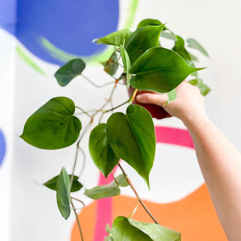 heart leaf philodendron uk Philodendron scandens