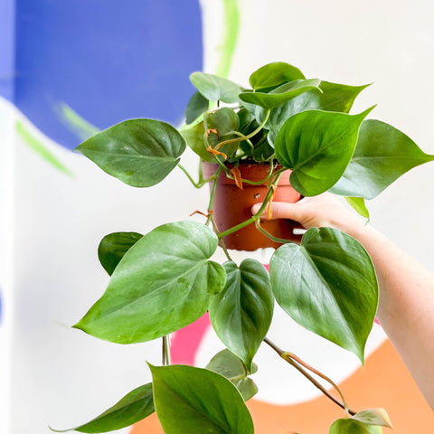 p. scandens philodendron Philodendron scandens