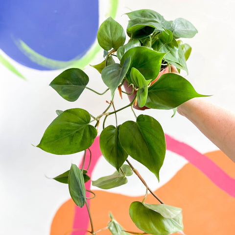 heartleaf philodendron philodendron scandens oxycardium Philodendron scandens