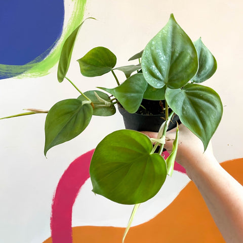 heart leaf philodendron philodendron scandens Philodendron scandens