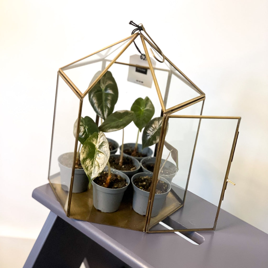 Hexagonal Brass & Glass Terrarium - Sprouts of Bristol