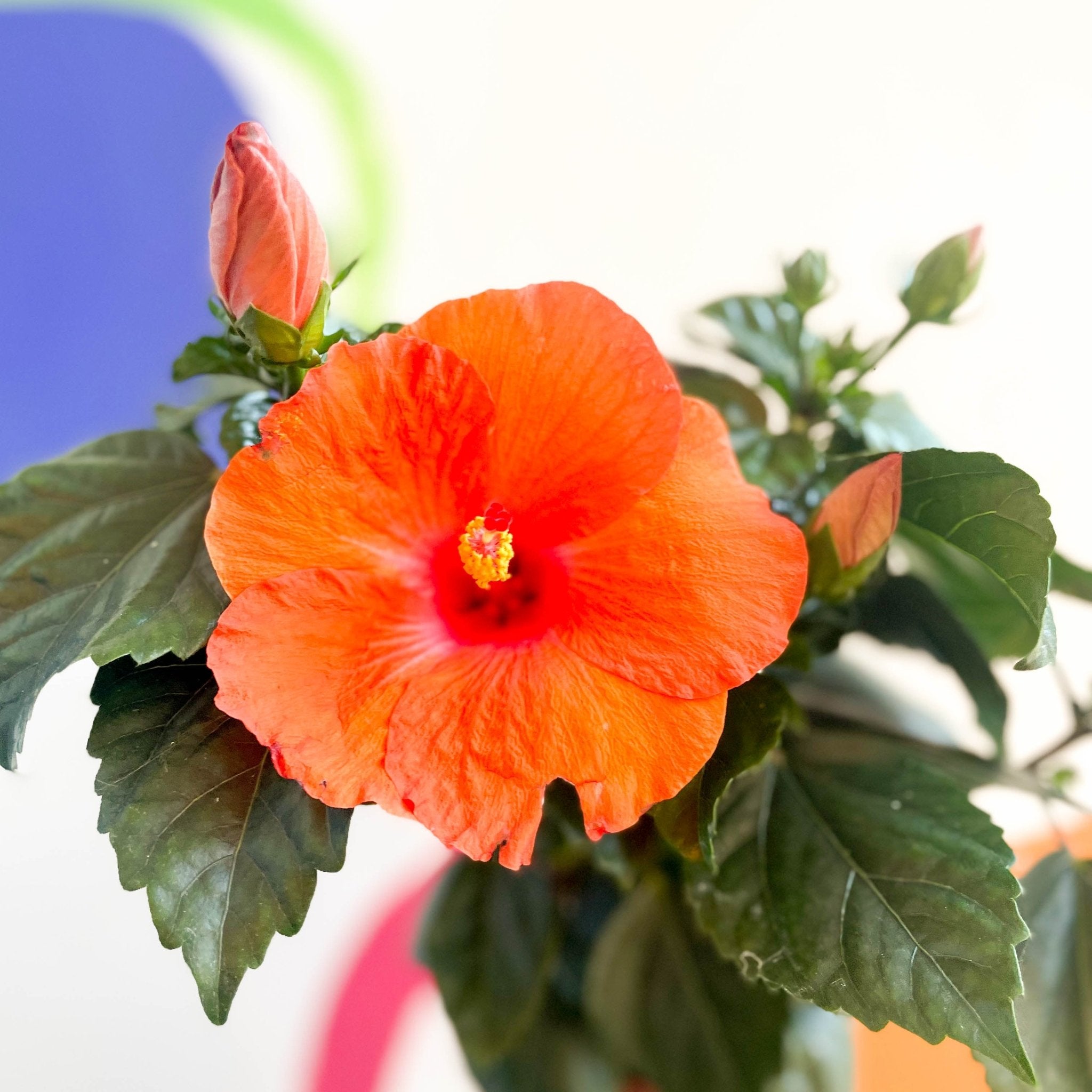 Hibiscus adonicus 'Salmon' – Sprouts of Bristol