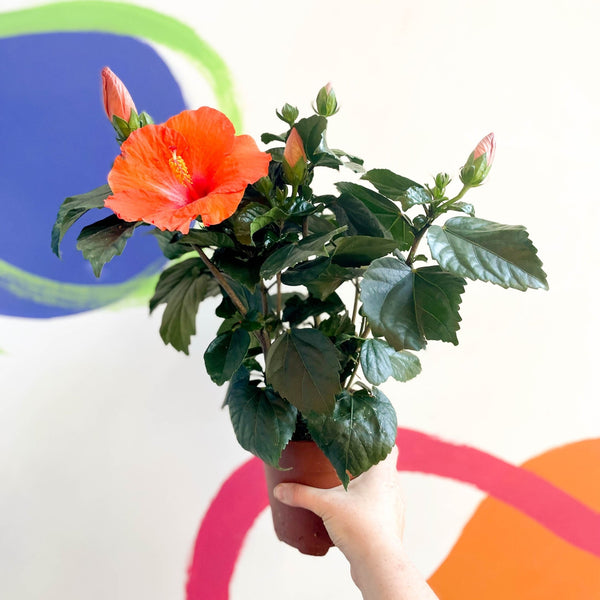 Hibiscus adonicus 'Salmon' – Sprouts of Bristol