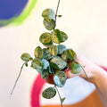 Hoya ‘Mathilde Splash’ - Sprouts of Bristol