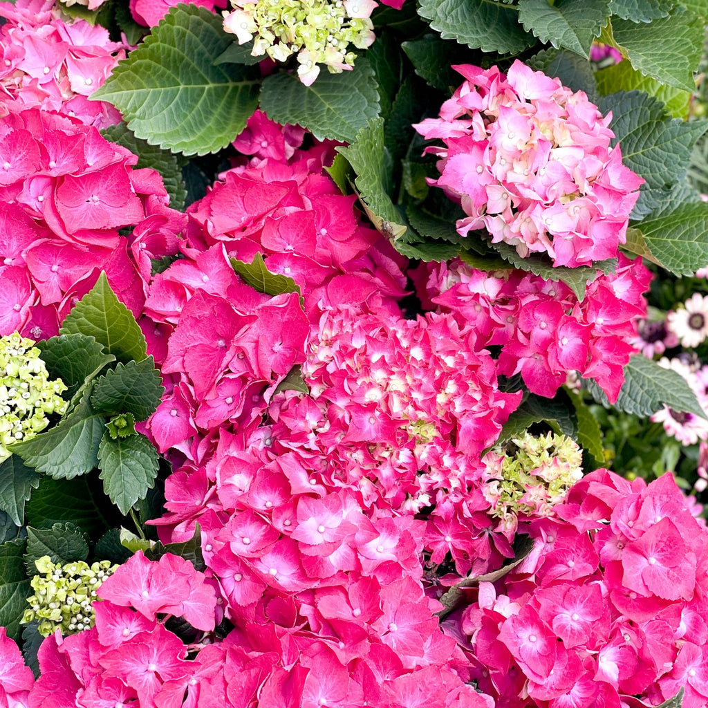 Hydrangea macrophylla 'Hot Red' - Sprouts of Bristol