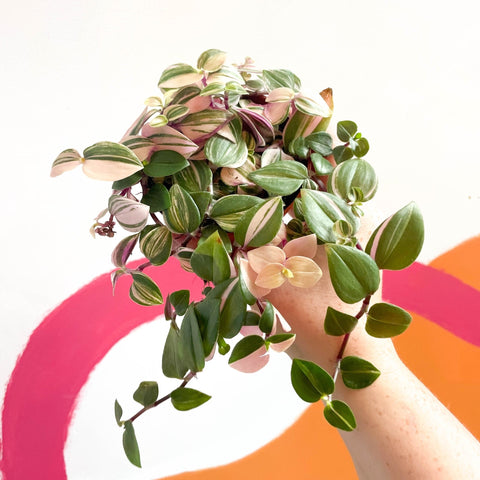 POWERS TO FLOWERS - TRADESCANTIA NANOUK VASO 12CM, CON SOTTOVASO IN Ceramica Pianta Vera B0csc4d2gh 3 POWERS TO FLOWERS - TRADESCANTIA NANOUK VASO 12CM, CON SOTTOVASO IN Ceramica Pianta Vera B0csc4d2gh 3