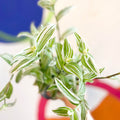 Inch Plant - Tradescantia fluminensis - Welsh Grown - Sprouts of Bristol