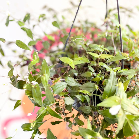 tahitian bridal veil hanging plant Inch Plant - Tradescantia gibasis 'Bridal Veil'