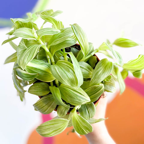 Inch Plant- Tradescantia 'Green Queen' - Sprouts of Bristol