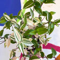 Inch Plant - Tradescantia mundula 'Lisa' Quadricolor - Welsh Grown - Sprouts of Bristol
