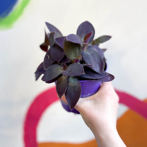 Inch Plant - Tradescantia pallida 'Purple Heart' - Sprouts of Bristol