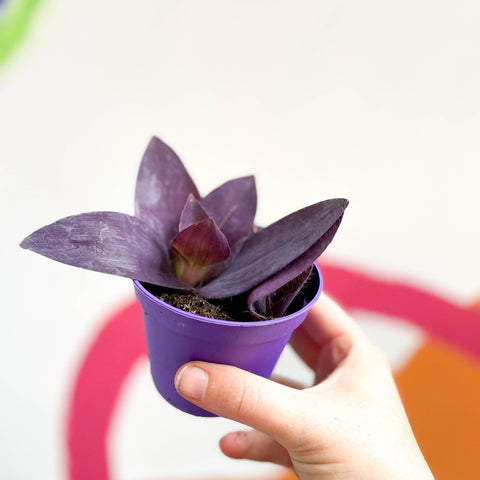 succulents box purple heart tradescantia pallida Inch Plant
