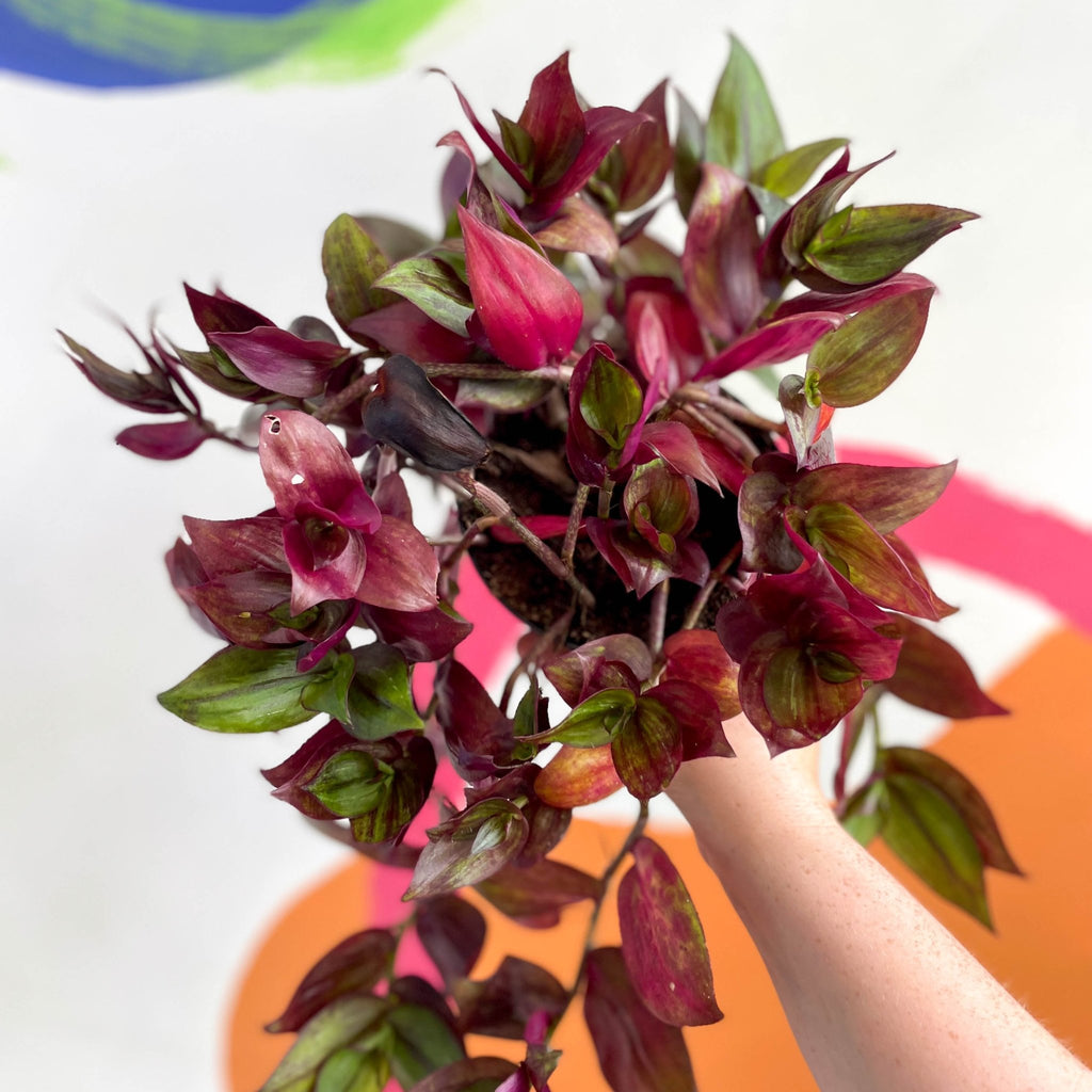 Inch Plant - Tradescantia zebrina 'Flame Dance' - Welsh Grown - Sprouts of Bristol