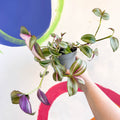 Inch Plant - Tradescantia zebrina 'Quadricolor' - Welsh Grown - Sprouts of Bristol