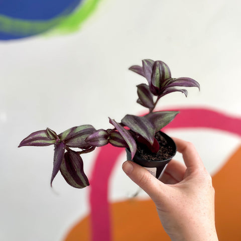 Inch Plant - Tradescantia zebrina 'Violet Hill' - Welsh Grown - Sprouts of Bristol