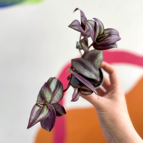 Inch Plant - Tradescantia zebrina 'Violet Hill' - Welsh Grown - Sprouts of Bristol