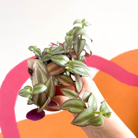 Inch Plant 'Zebrina' - Tradescantia zebrina - Sprouts of Bristol