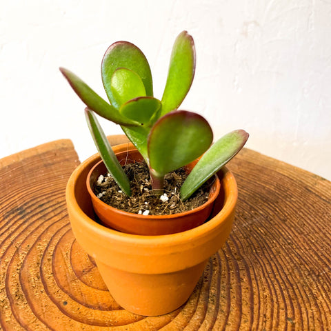 crassula planta de jade Planta de jade