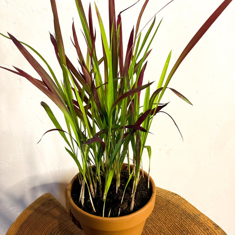 Japanese Blood Grass - Imperata cylindrica 'Red Baron' - Sprouts of Bristol