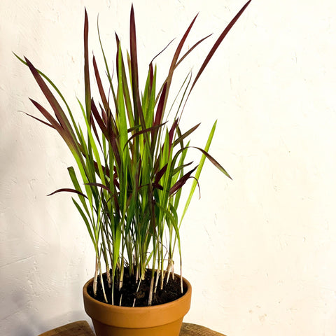 Japanese Blood Grass - Imperata cylindrica 'Red Baron' - Sprouts of Bristol