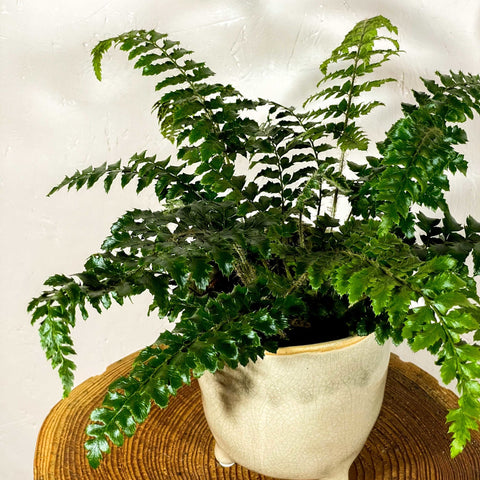 Japanese Holly Fern - Pteris - Sprouts of Bristol