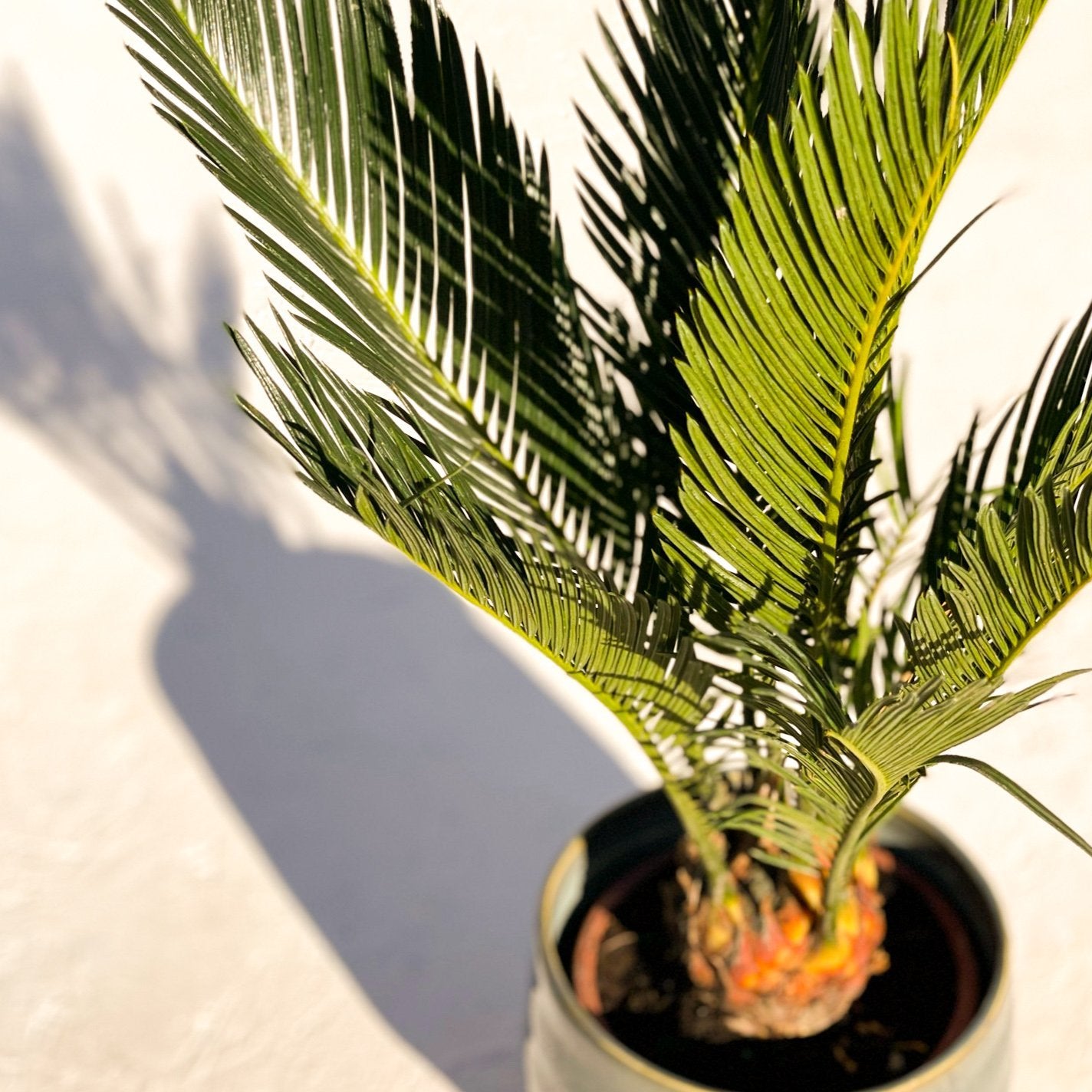 Japanese Sago Palm - Cycas revoluta – Sprouts of Bristol