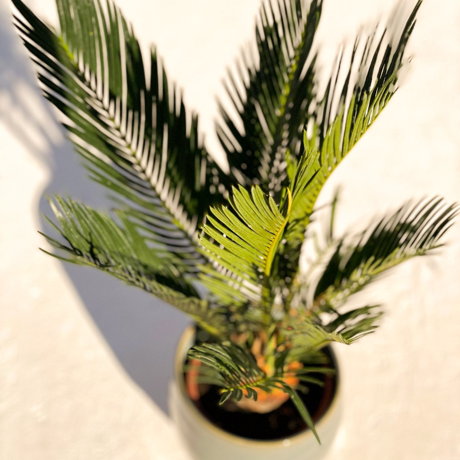 Japanese Sago Palm - Cycas revoluta – Sprouts of Bristol