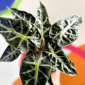 Jewel Alocasia - Alocasia amazonica 'Bambino Arrow' - British Grown - Sprouts of Bristol