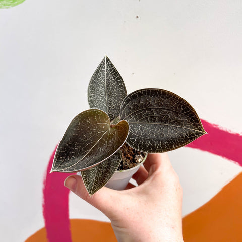 Jewel Orchid - Anoectochilus 'Onyx' - Sprouts of Bristol