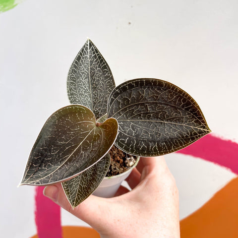 Jewel Orchid - Anoectochilus 'Onyx' - Sprouts of Bristol