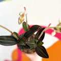 Jewel Orchid - Ludisia discolor - Sprouts of Bristol