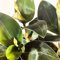 Jewel Orchid - Ludisia discolor Var. Nigrescens ‘Ambrosia’ - Sprouts of Bristol