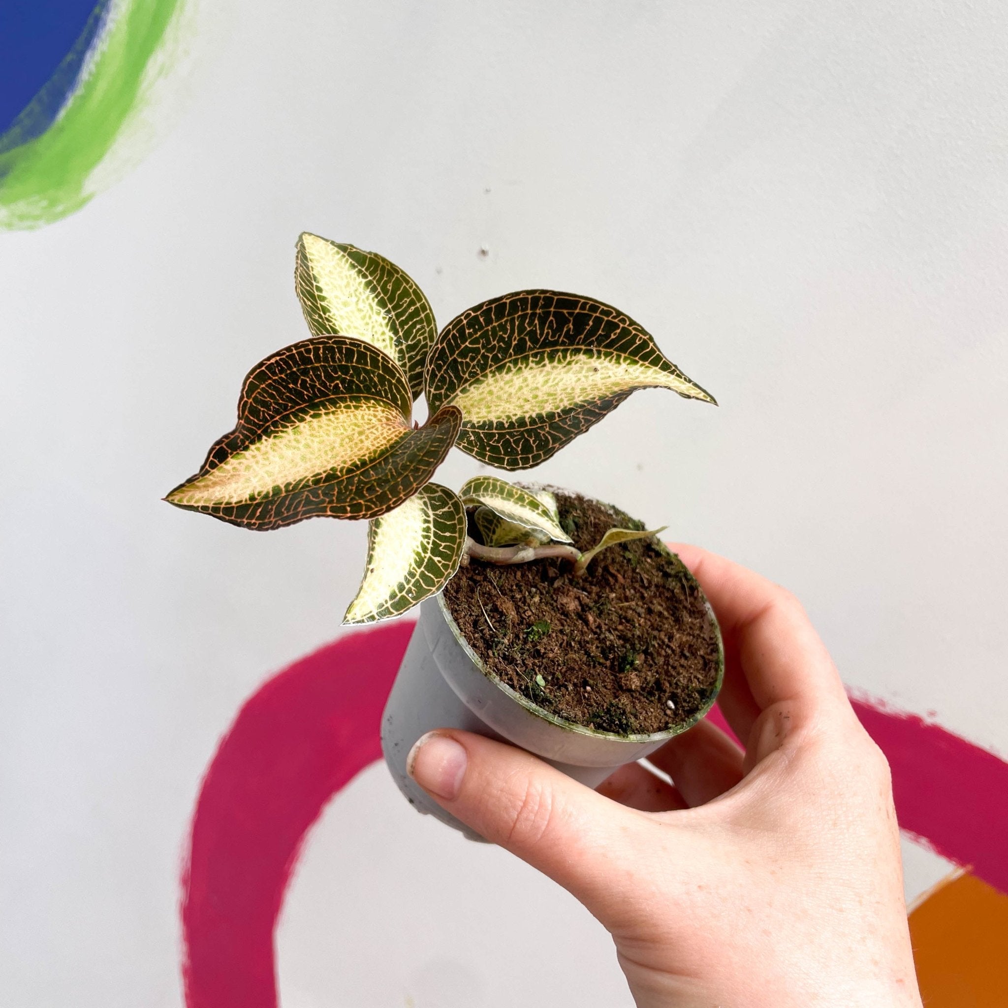 Jewel Orchid - Macodes petola 'Pearl' – Sprouts of Bristol