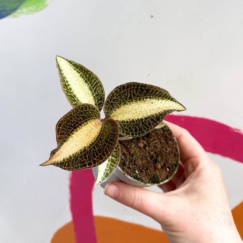 Jewel Orchid - Macodes petola 'Pearl' – Sprouts of Bristol
