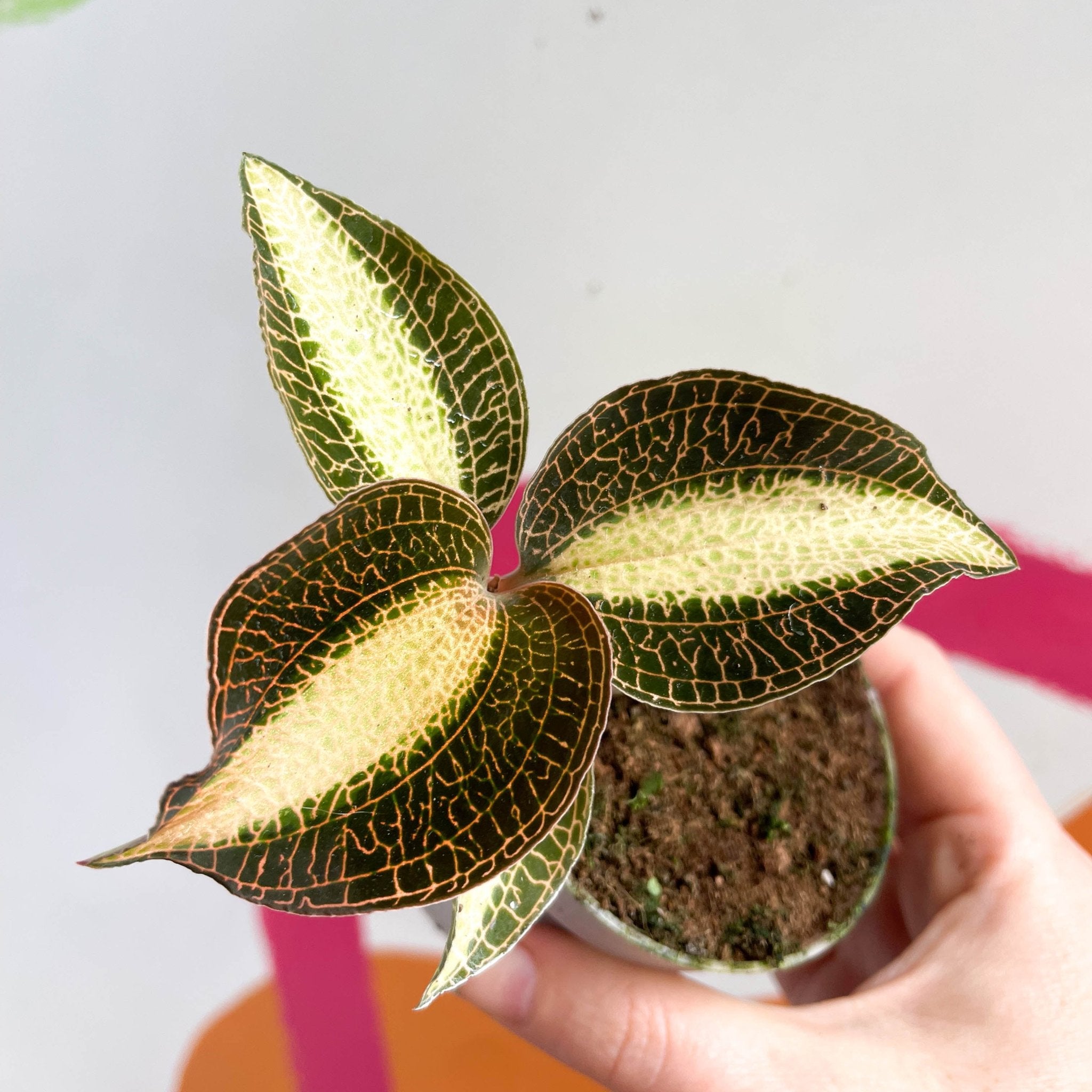 Jewel Orchid - Macodes petola 'Pearl' – Sprouts of Bristol