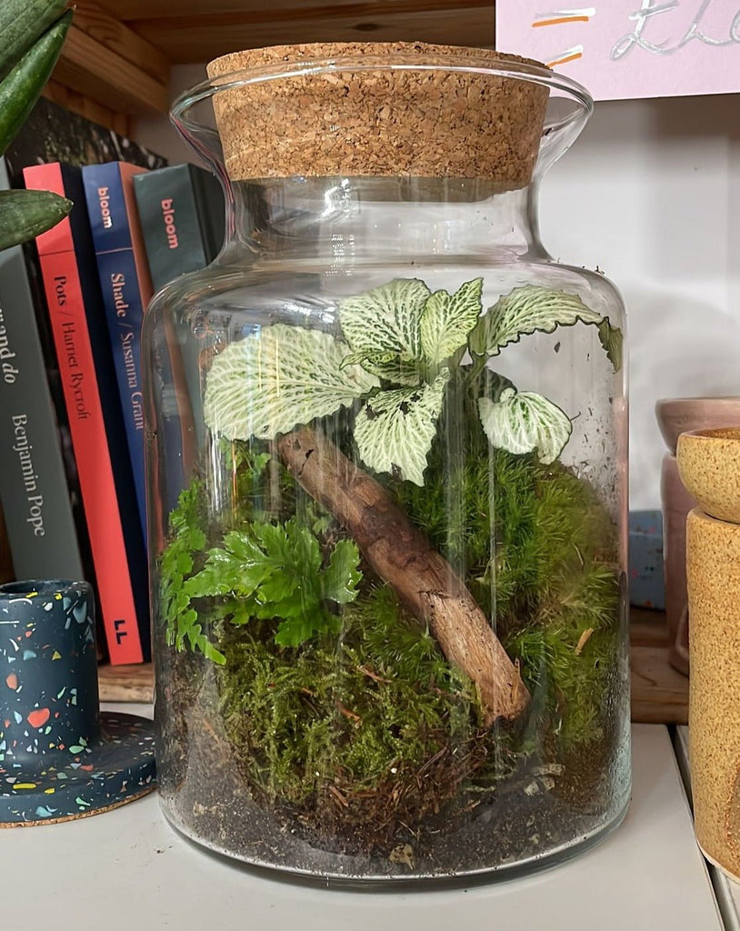 Jungle Jar - Bioactive Terrarium - Sprouts of Bristol