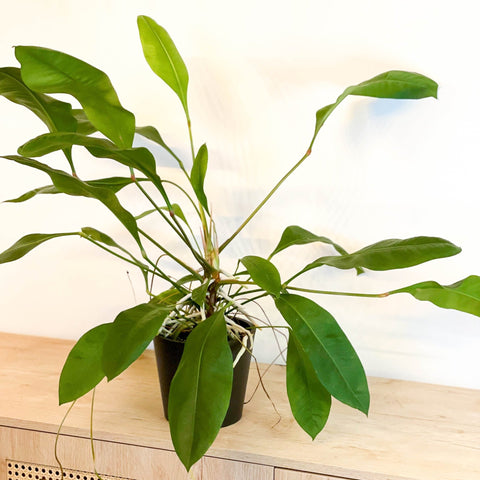 anthurium ellipticum jungle king Jungle King