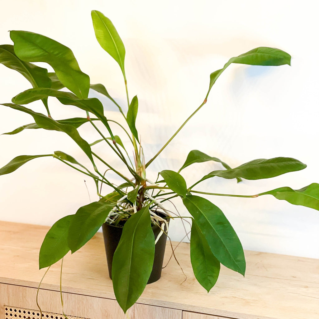 Jungle King - Anthurium ellipticum - Sprouts of Bristol