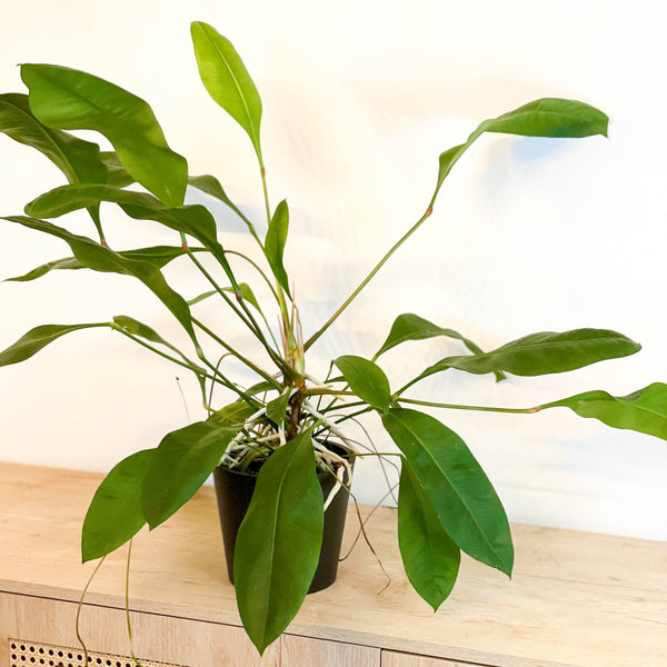 jungle king anthurium Jungle King