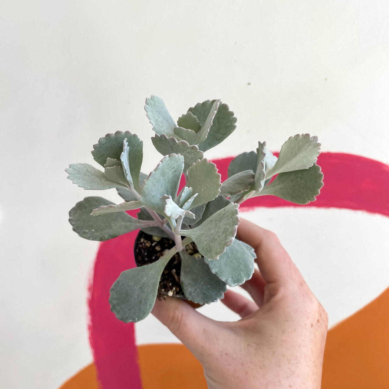 Kalanchoe pumila - Flower Dust Plant - Welsh Grown – Sprouts of Bristol