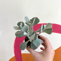 Kalanchoe pumila - Welsh Grown - Sprouts of Bristol