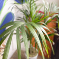 Kentia Palm potted in self-watering Ecopot - Howea forsteriana - Ex-hire plant from Glastonbury Festival - Sprouts of Bristol