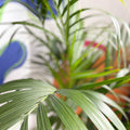Kentia Palm potted in self-watering Ecopot - Howea forsteriana - Ex-hire plant from Glastonbury Festival - Sprouts of Bristol