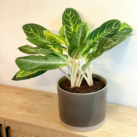 L Chinese Evergreen - Aglaonema ‘Key Lime' - Sprouts of Bristol