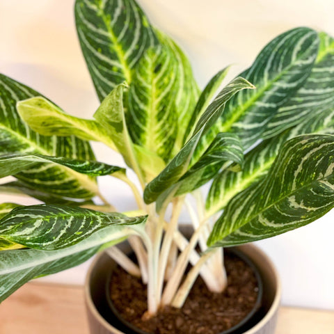 aglaonema lemon lime Aglaonema 'Key Lime'