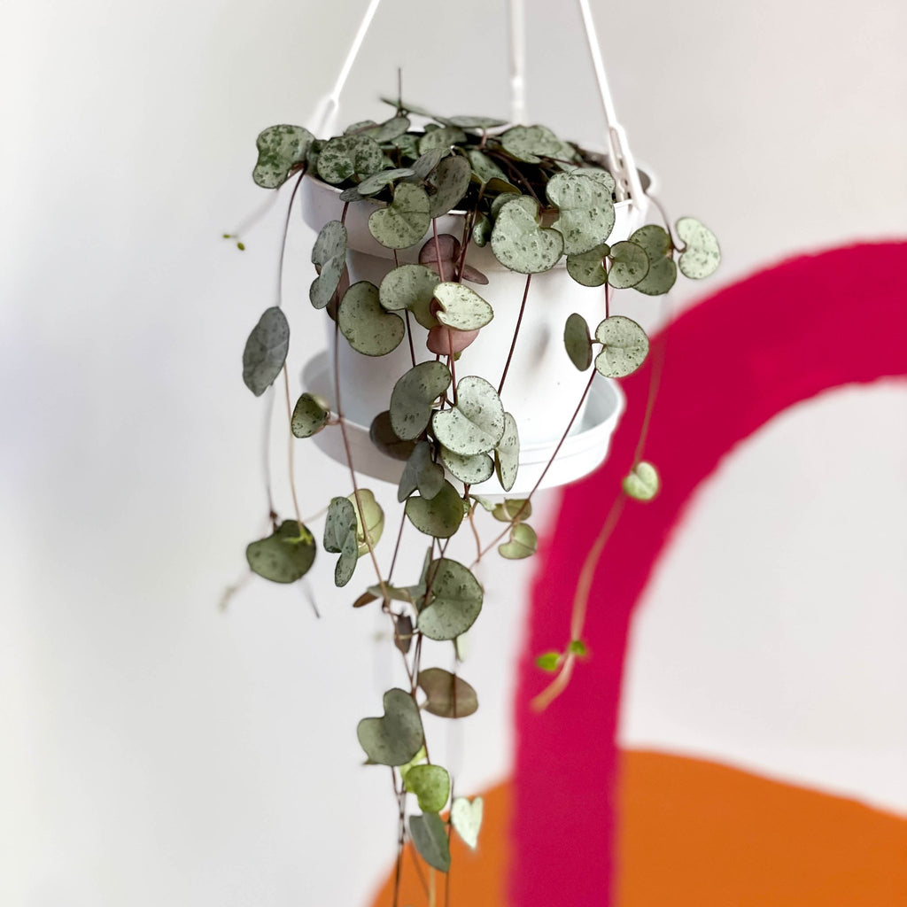 L String of Hearts - Ceropegia woodii - Sprouts of Bristol