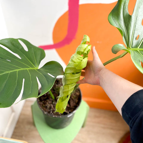 large form monstera deliciosa Monstera deliciosa