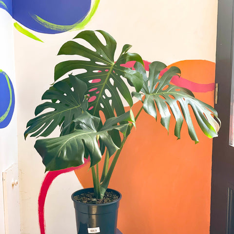 large form monstera deliciosa Monstera deliciosa