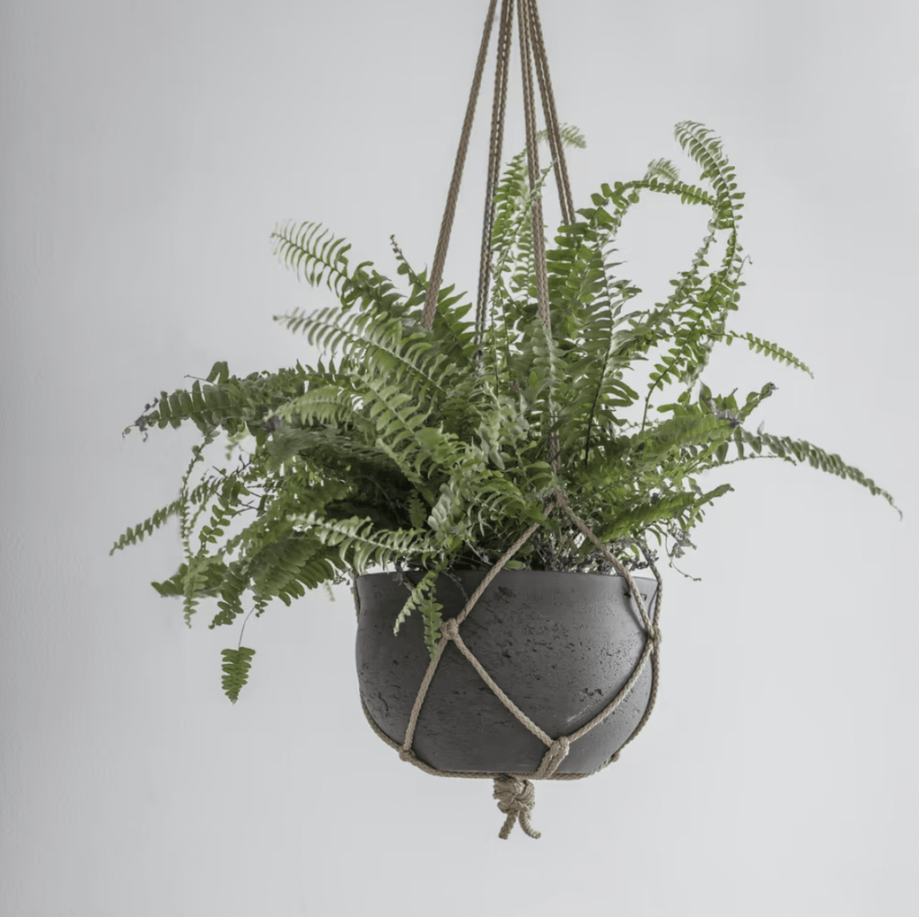 Large Stratton Hanging Pot - Sprouts of Bristol