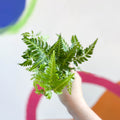 Leatherleaf Fern - Rumohra adiantiformis ‘Variegata’ - Sprouts of Bristol